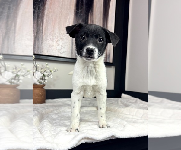 Medium Photo #5 Border Collie Puppy For Sale in FRANKLIN, IN, USA