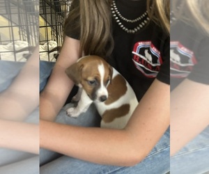 Jack Russell Terrier Puppy for sale in BROOKER, FL, USA