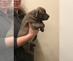 Small Photo #9 American Bully Puppy For Sale in LOVELAND, CO, USA