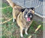 Small #1 Akita Mix