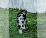 Small #15 Mutt