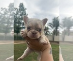 Puppy 3 French Bulldog