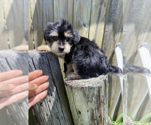 Morkie Puppy for sale in GREENVILLE, NC, USA