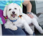 Small #28 Maltese Mix
