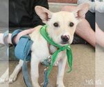 Small #4 Mutt