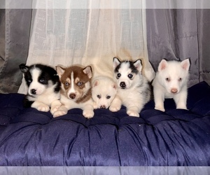 Siberian Husky Puppy for sale in CAPE FAIR, MO, USA