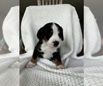 Puppy Johnson Greater Swiss Mountain Dog
