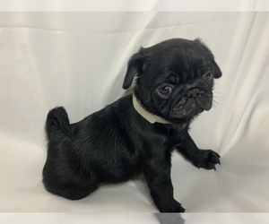 Pug Puppy for sale in LITTLE FALLS, NJ, USA