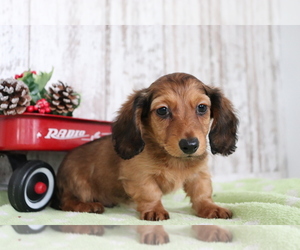Dachshund Puppy for sale in SHILOH, OH, USA
