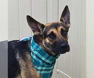 German Shepherd Dog-Unknown Mix Dogs for adoption in San Antonio, TX, USA