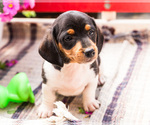 Small Photo #13 Dachshund Puppy For Sale in WAKARUSA, IN, USA