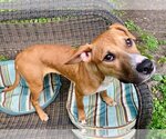 Small #2 Labrador Retriever Mix