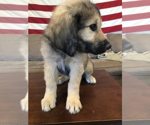 Pyredoodle Puppy for sale in NIXA, MO, USA