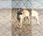 Small Photo #3 Belgian Malinois Puppy For Sale in CORBIN, KY, USA