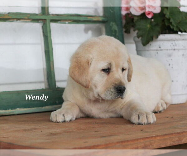 Medium Photo #1 Labrador Retriever Puppy For Sale in STANLEY, NY, USA