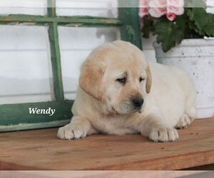 Medium Labrador Retriever
