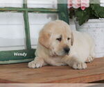 Puppy Wendy Labrador Retriever