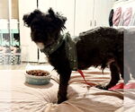 Small #2 Poodle (Miniature) Mix