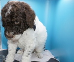 Small Photo #3 Poodle (Standard) Puppy For Sale in TRAVELERS REST, SC, USA