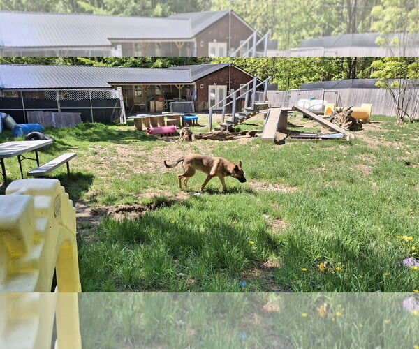 Medium Photo #8 German Shepherd Dog Puppy For Sale in Sebec, ME, USA
