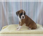 Puppy Sunny Boxer