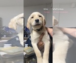 Puppy 3 Golden Labrador