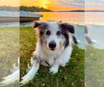 Small #16 Australian Shepherd Mix