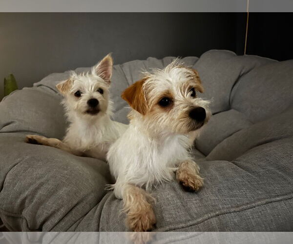 Medium Photo #3 Mutt Puppy For Sale in Grafton, WI, USA