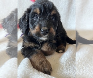 Bernedoodle Puppy for Sale in HARROGATE, Tennessee USA