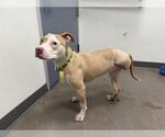 Small American Pit Bull Terrier Mix