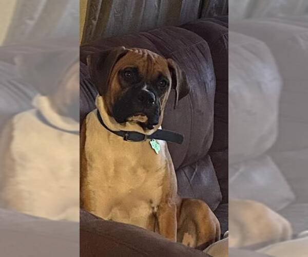 Medium Photo #1 Boxer Puppy For Sale in San Antonio, TX, USA