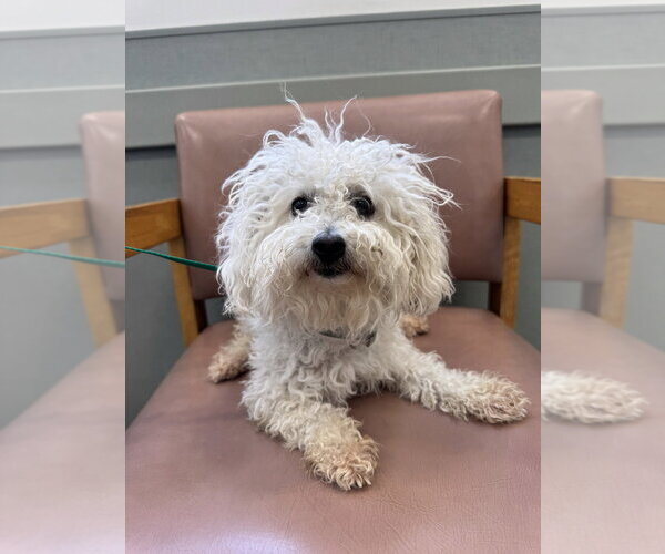 Medium Photo #2 Bichon Frise Puppy For Sale in Marina Del Rey, CA, USA