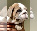 Small Photo #6 Bulldog Puppy For Sale in NORCO, CA, USA