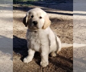 Golden Retriever Puppy for sale in COLORADO SPRINGS, CO, USA