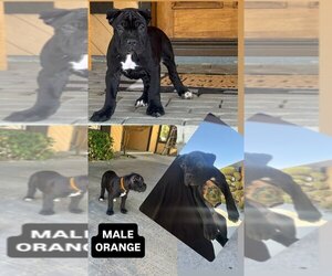 Cane Corso Puppy for sale in APPLE VALLEY, CA, USA
