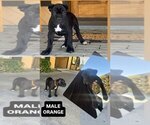 Small Cane Corso