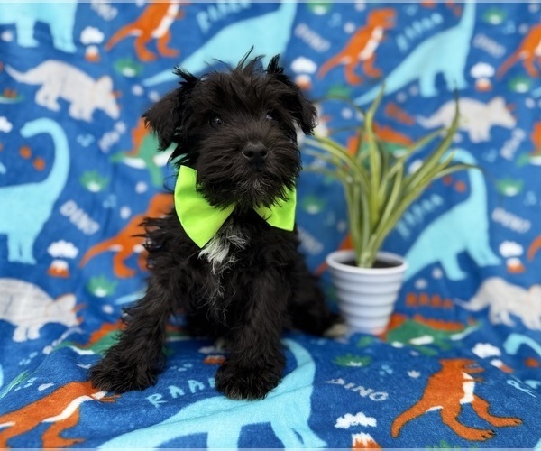 Medium Photo #7 Schnauzer (Miniature) Puppy For Sale in LAKELAND, FL, USA