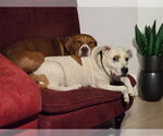 Small #11 American Pit Bull Terrier Mix