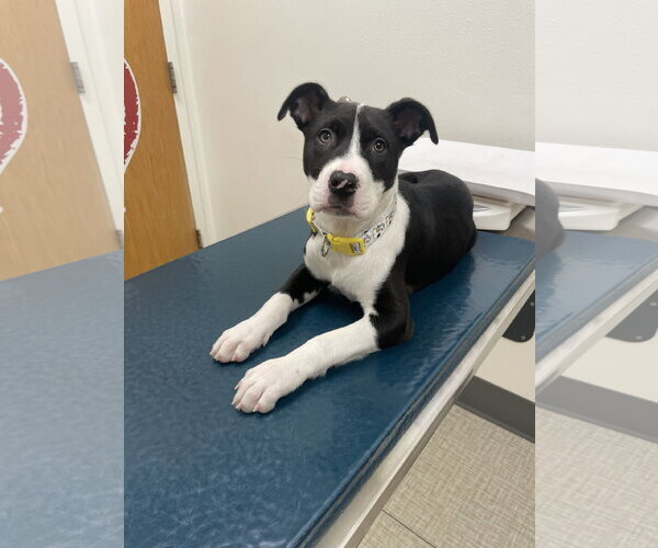 Medium Photo #2 American Pit Bull Terrier-Unknown Mix Puppy For Sale in Berkeley, CA, USA