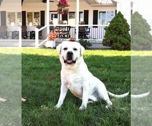 Father of the Labrador Retriever puppies born on 02/04/2025