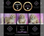 Small Photo #10 Maltipoo (Miniature) Puppy For Sale in WARSAW, IN, USA