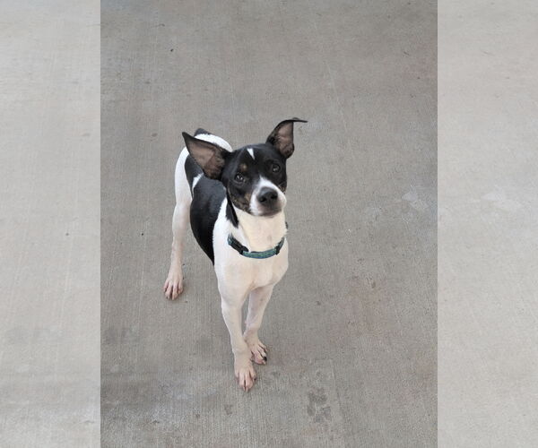 Medium Photo #3 Rat Terrier-Unknown Mix Puppy For Sale in Oakhurst, NJ, USA