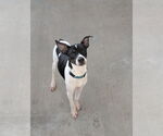Small #2 Rat Terrier Mix