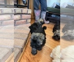 Small Photo #3 Havanese Puppy For Sale in FREDERICK, MD, USA
