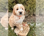 Small #3 Cockapoo (Miniature)