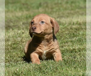 Dachsador Dogs for adoption in Mechanicsburg, PA, USA