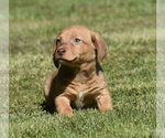 Small Dachsador