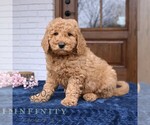 Small #2 Goldendoodle (Miniature)