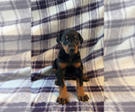 Puppy Puppy 1 Doberman Pinscher