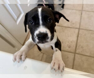 Milkyway  Candy Litter (Trixie mom) - Male American Staffordshire Terrier-Unknown Mix Dog for Adoption - Photo #4
